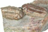 Two Austerops Trilobites - Jorf, Morocco #362874-2